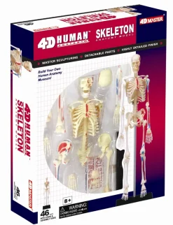 4D Human Anatomy Luuranko
