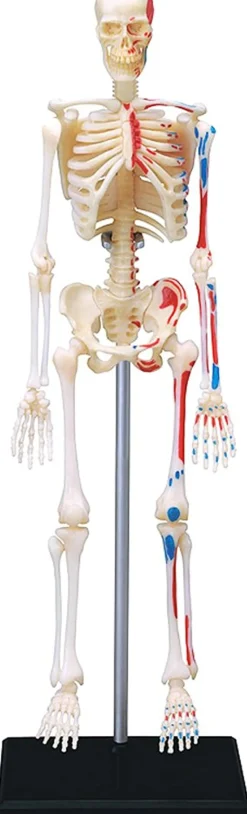 4D Human Anatomy Luuranko