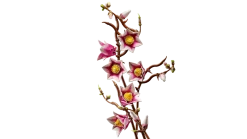 LEGO Botanicals 11510 Magnolian Oksat