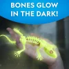 National Geographic Disection Lab Gecko