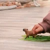 Schleich 14934 Capybara